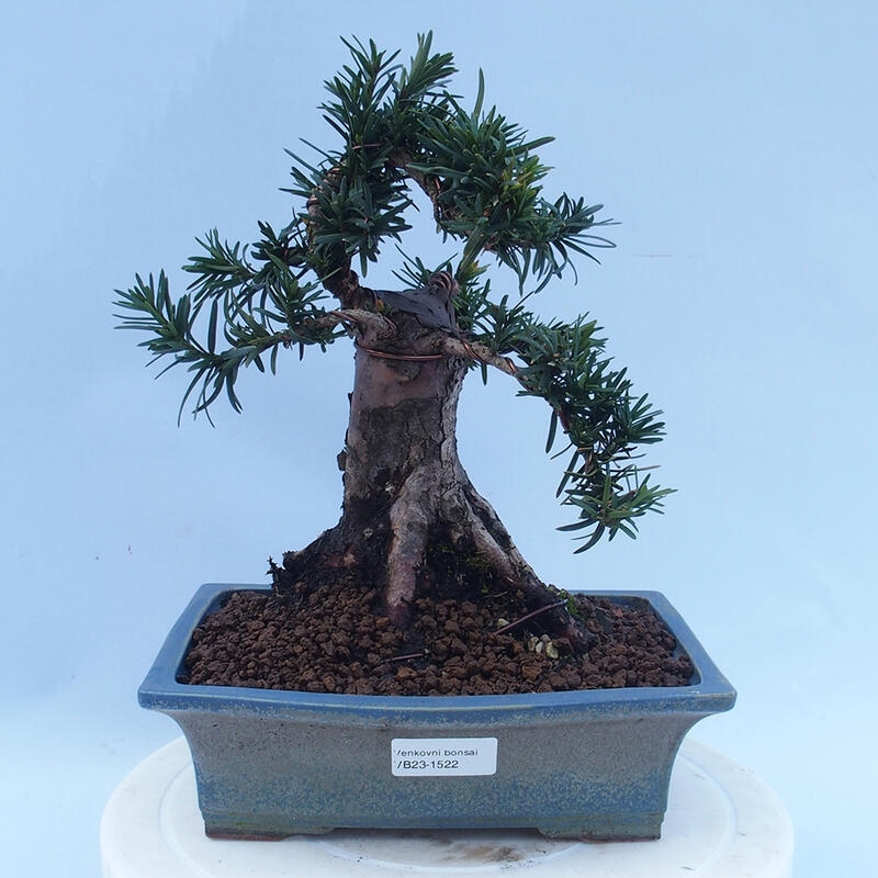 Bonsai voor buiten - Taxus cuspidata - Japanse Taxus