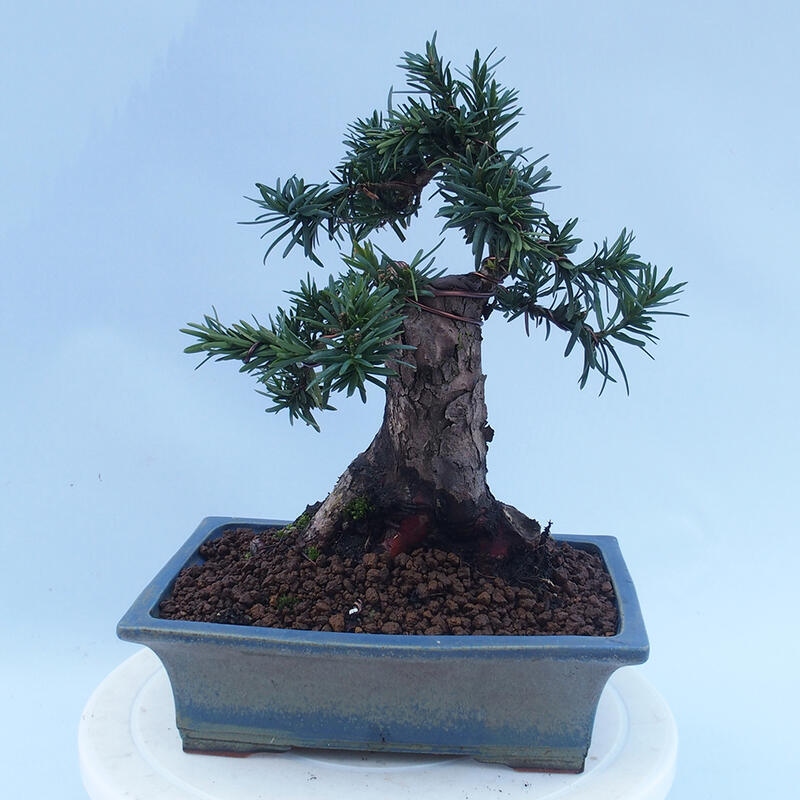 Bonsai voor buiten - Taxus cuspidata - Japanse Taxus