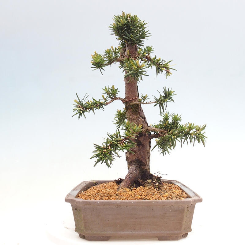 Bonsai voor buiten - Taxus cuspidata - Japanse Taxus