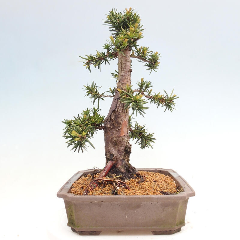 Bonsai voor buiten - Taxus cuspidata - Japanse Taxus