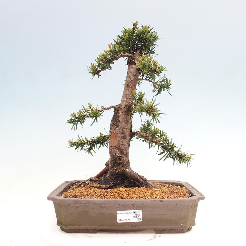 Bonsai voor buiten - Taxus cuspidata - Japanse Taxus