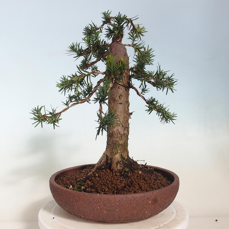 Bonsai voor buiten - Taxus cuspidata - Japanse Taxus
