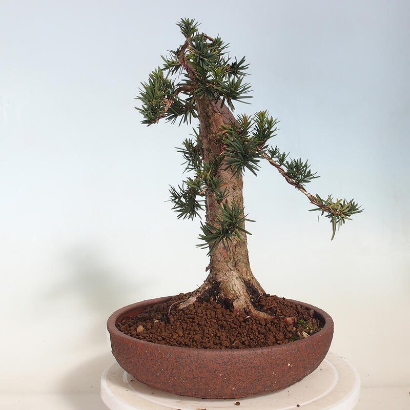 Bonsai voor buiten - Taxus cuspidata - Japanse Taxus