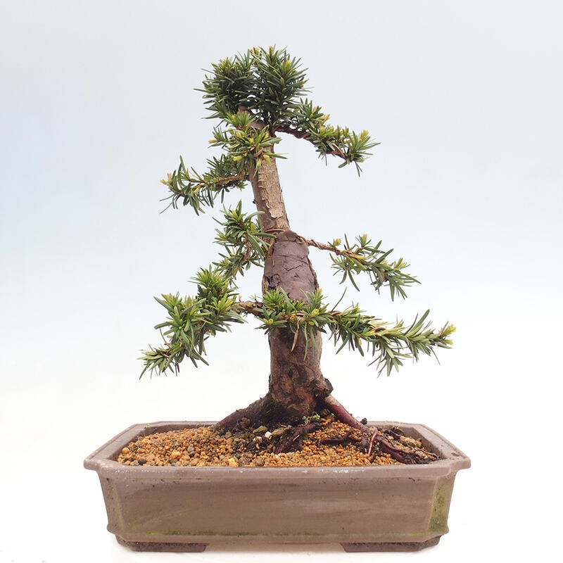 Bonsai voor buiten - Taxus cuspidata - Japanse Taxus