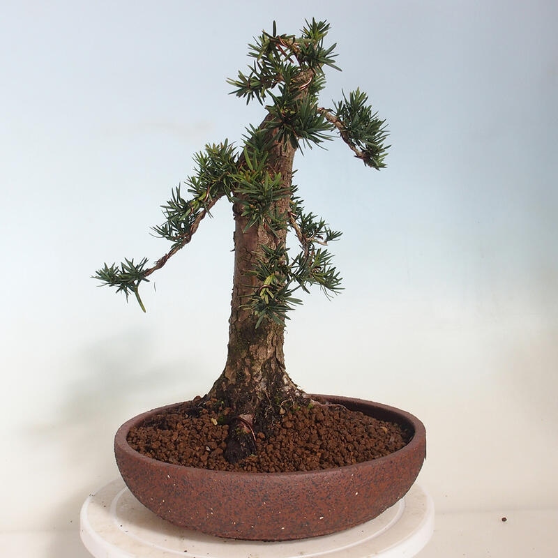 Bonsai voor buiten - Taxus cuspidata - Japanse Taxus