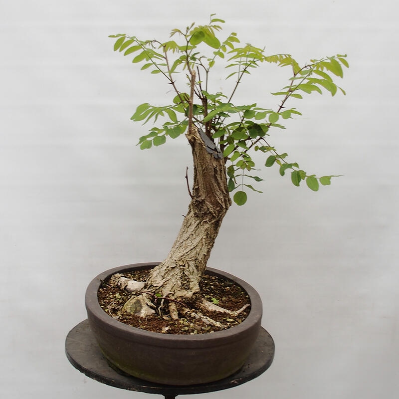 Bonsai voor buiten - Doornacacia - Robinia pseudoacacia