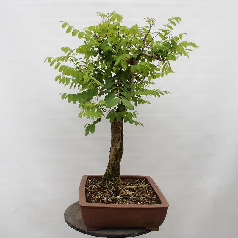Bonsai voor buiten - Doornacacia - Robinia pseudoacacia