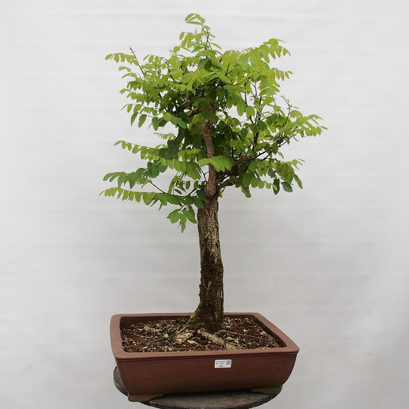 Bonsai voor buiten - Doornacacia - Robinia pseudoacacia