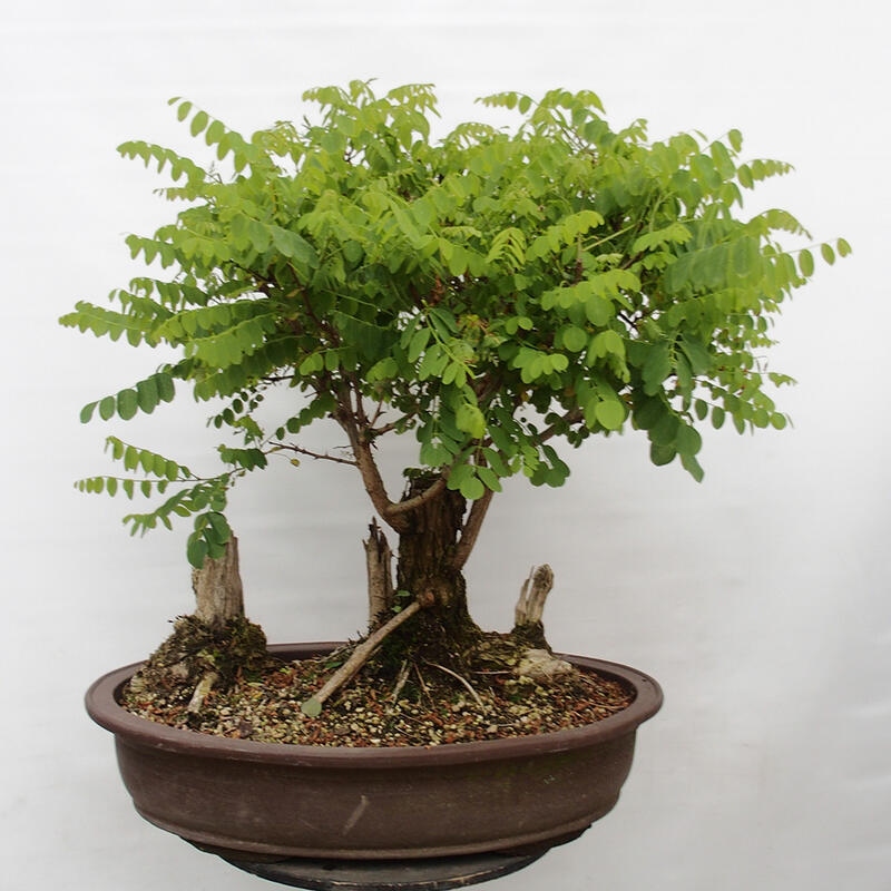 Bonsai voor buiten - Doornacacia - Robinia pseudoacacia