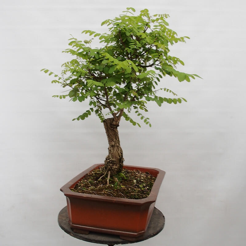 Bonsai voor buiten - Doornacacia - Robinia pseudoacacia