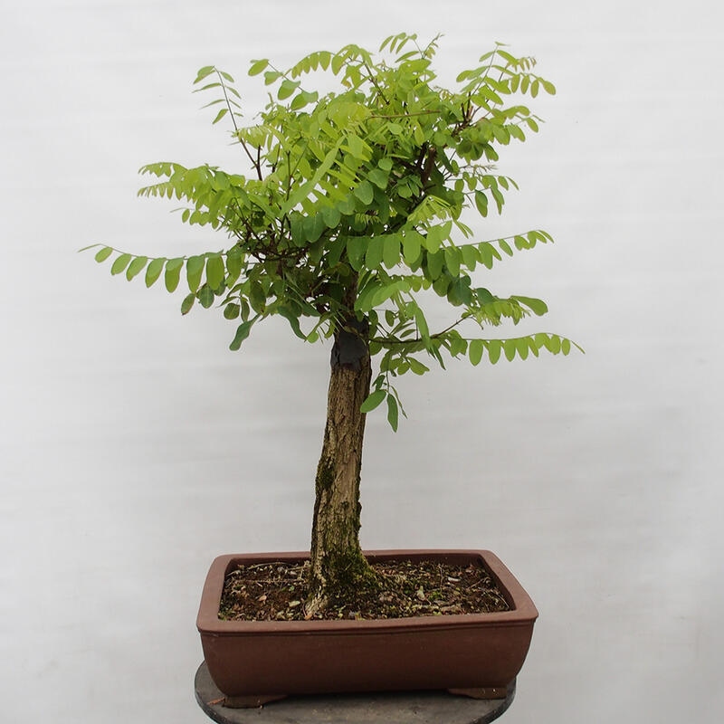 Bonsai voor buiten - Doornacacia - Robinia pseudoacacia