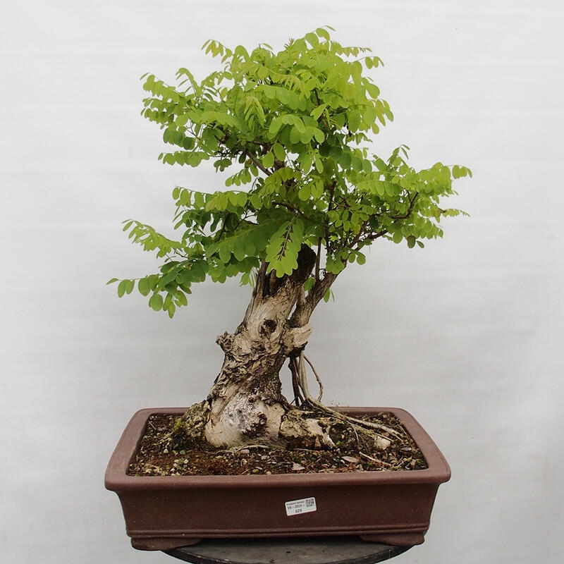 Bonsai voor buiten - Doornacacia - Robinia pseudoacacia