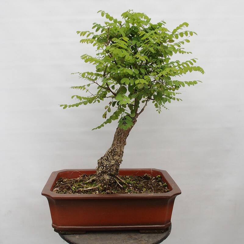 Bonsai voor buiten - Doornacacia - Robinia pseudoacacia