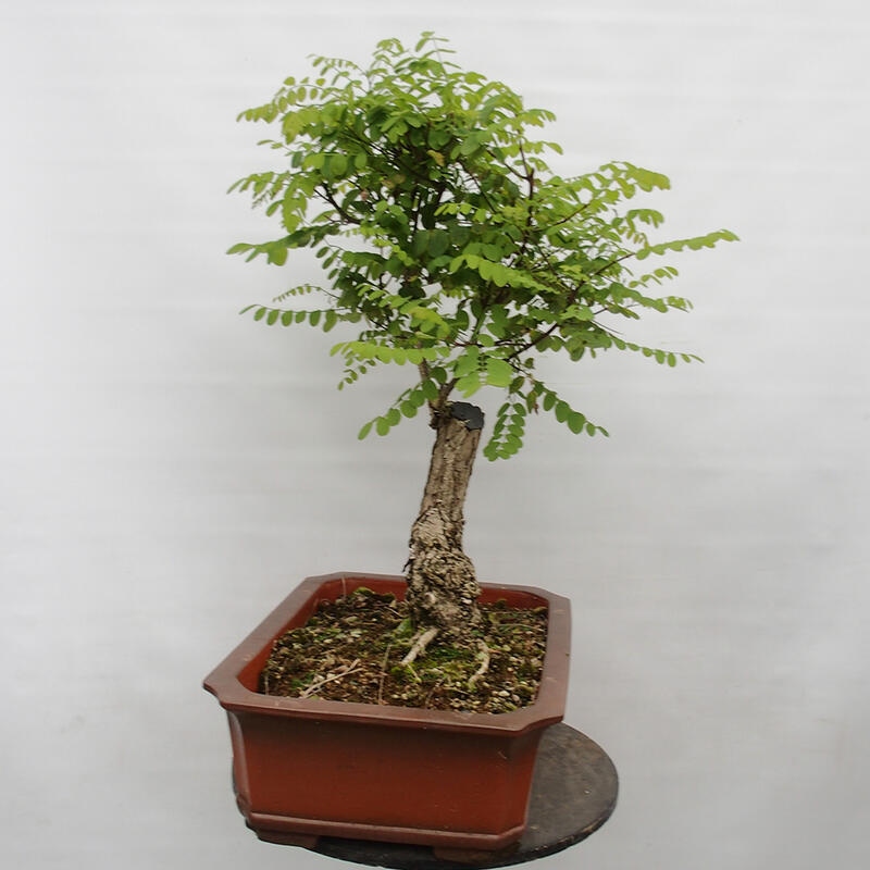 Bonsai voor buiten - Doornacacia - Robinia pseudoacacia