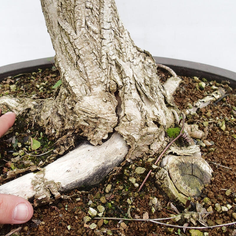 Bonsai voor buiten - Doornacacia - Robinia pseudoacacia