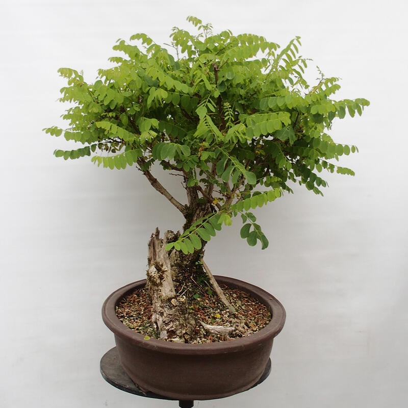Bonsai voor buiten - Doornacacia - Robinia pseudoacacia