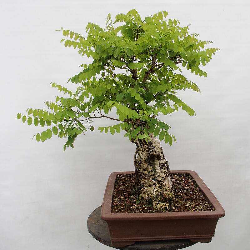 Bonsai voor buiten - Doornacacia - Robinia pseudoacacia