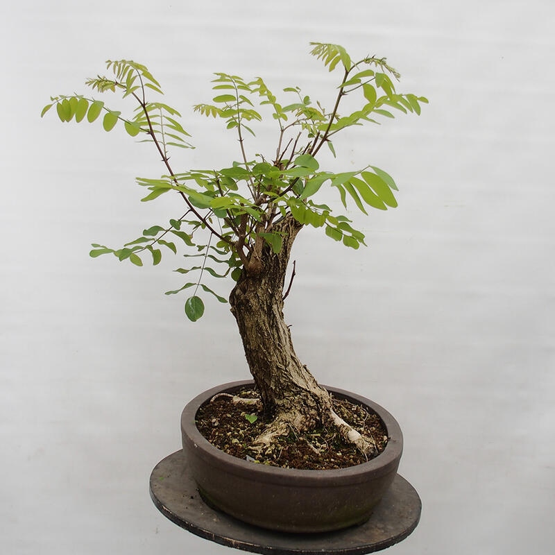Bonsai voor buiten - Doornacacia - Robinia pseudoacacia