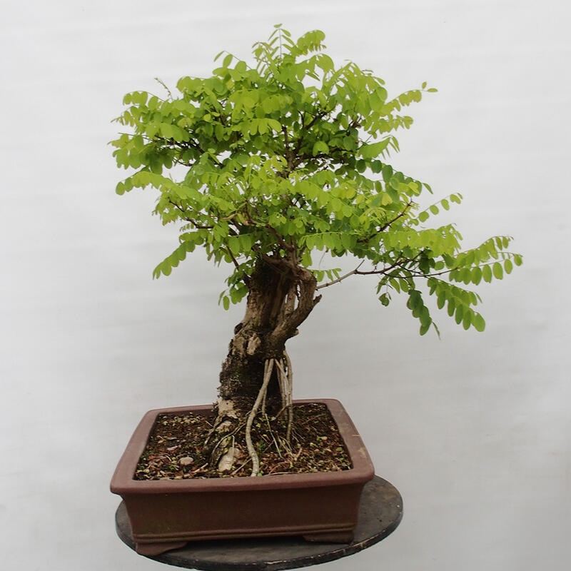 Bonsai voor buiten - Doornacacia - Robinia pseudoacacia