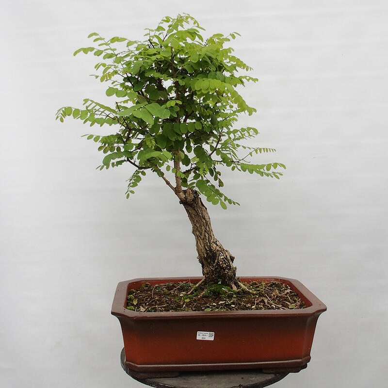 Bonsai voor buiten - Doornacacia - Robinia pseudoacacia