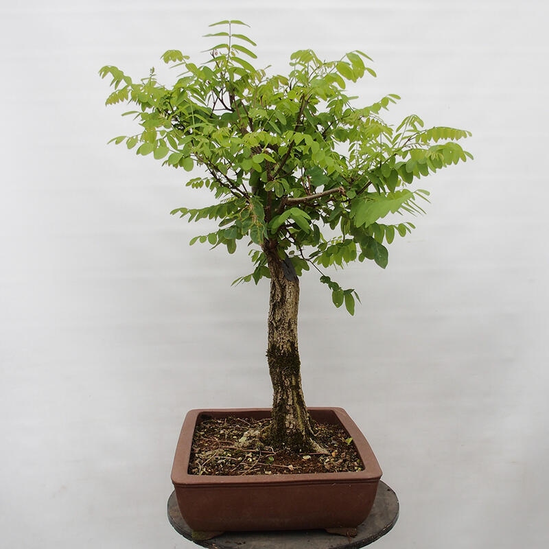 Bonsai voor buiten - Doornacacia - Robinia pseudoacacia