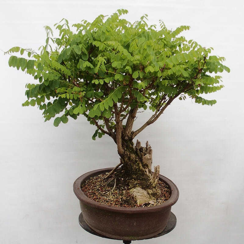 Bonsai voor buiten - Doornacacia - Robinia pseudoacacia