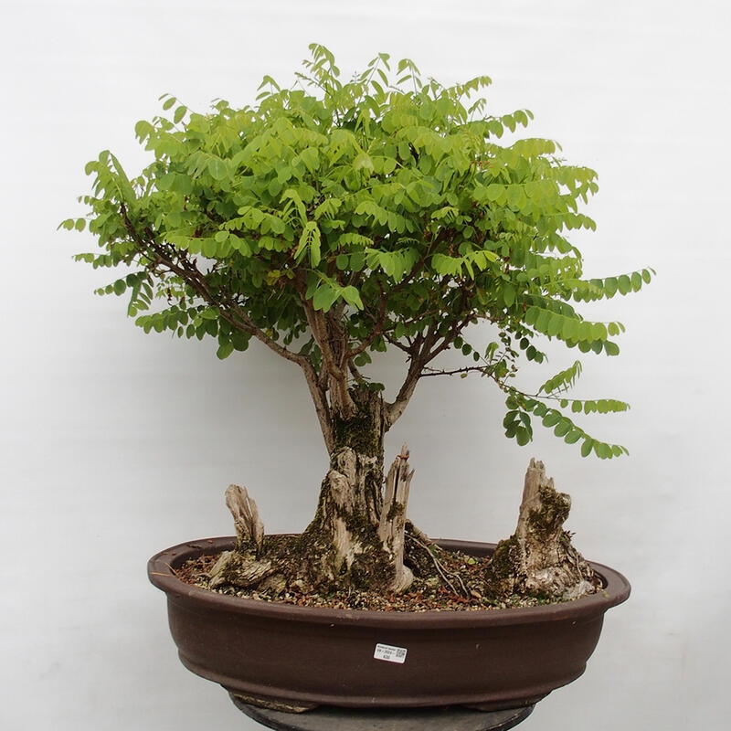 Bonsai voor buiten - Doornacacia - Robinia pseudoacacia