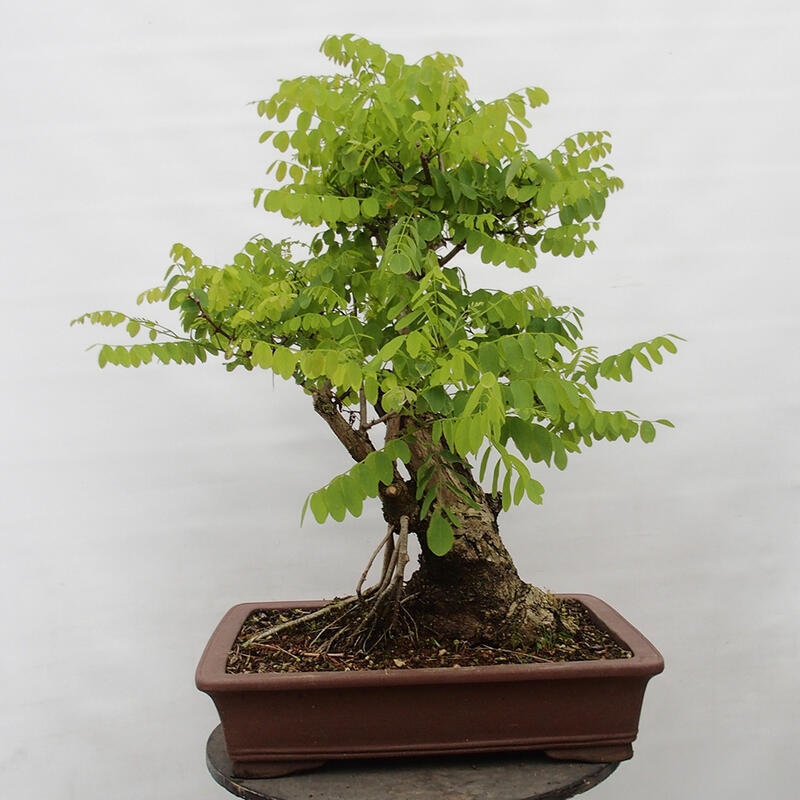 Bonsai voor buiten - Doornacacia - Robinia pseudoacacia