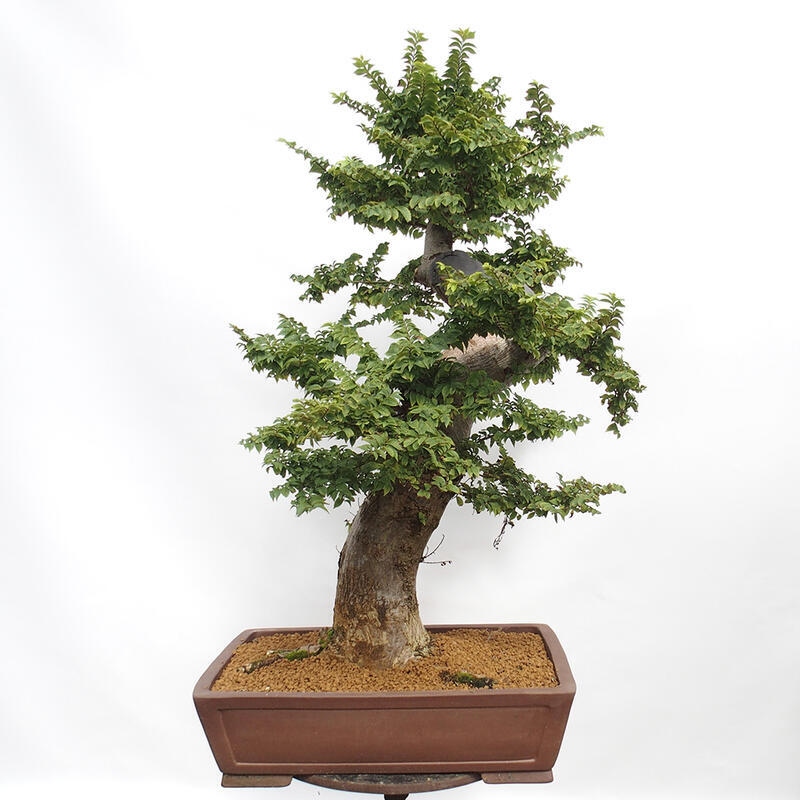 Bonsai voor buiten - Ulmus Elegantissima Jack. Hillier-Clay Elegantissima