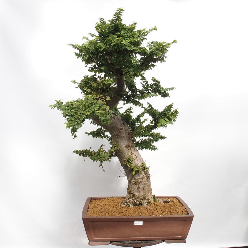 Bonsai voor buiten - Ulmus Elegantissima Jack. Hillier-Clay Elegantissima