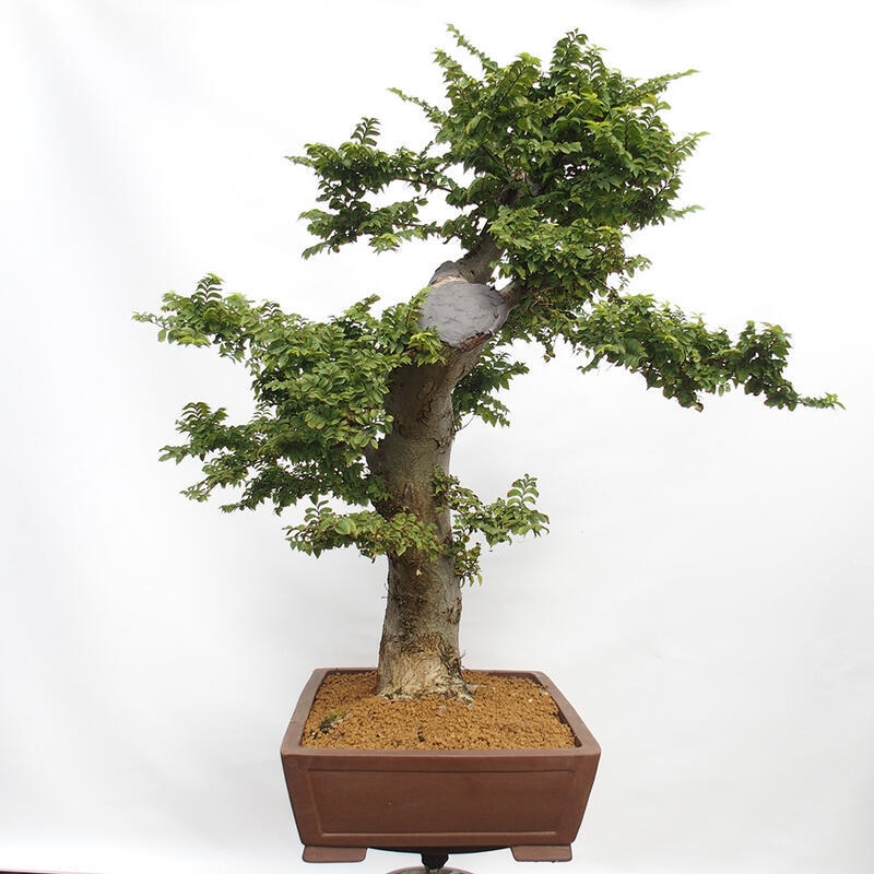 Bonsai voor buiten - Ulmus Elegantissima Jack. Hillier-Clay Elegantissima
