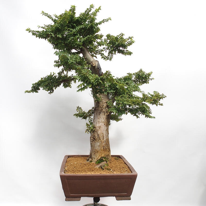 Bonsai voor buiten - Ulmus Elegantissima Jack. Hillier-Clay Elegantissima