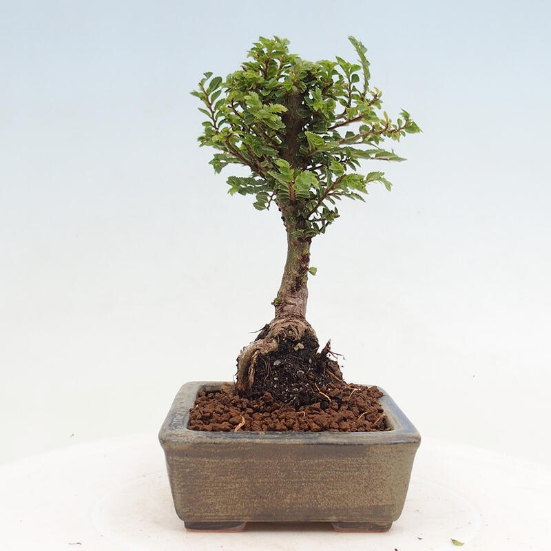 Bonsai voor buiten - Ulmus parvifolia Sagei - Kleinbladige iep