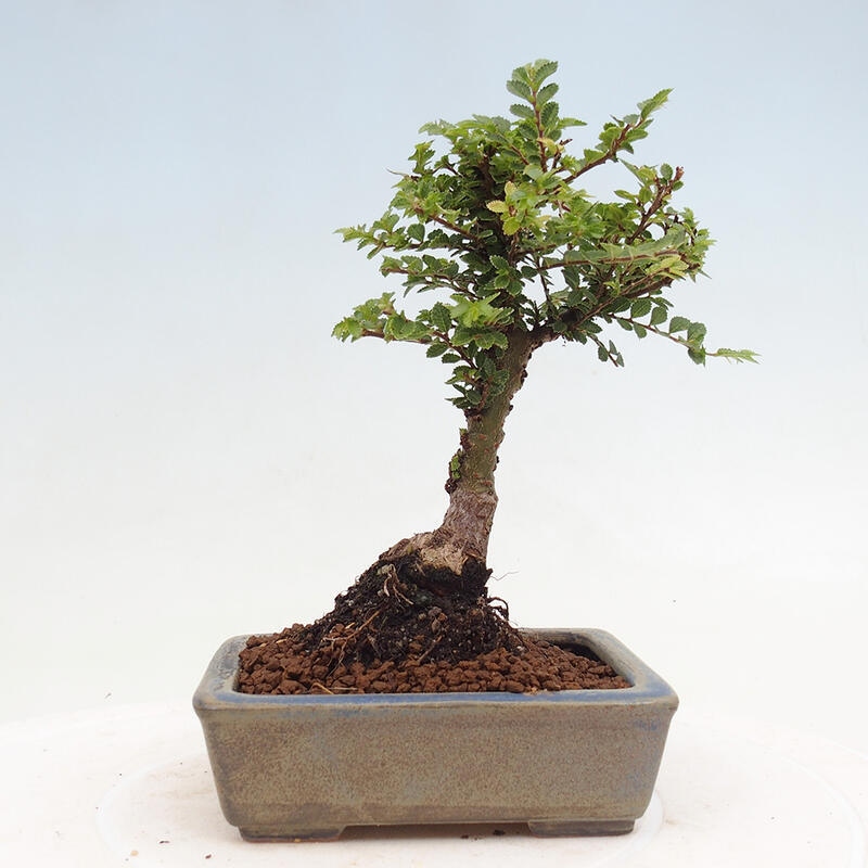 Bonsai voor buiten - Ulmus parvifolia Sagei - Kleinbladige iep