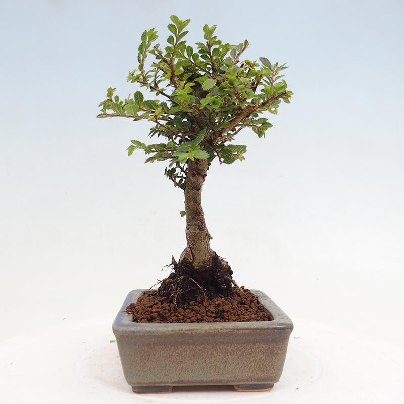 Bonsai voor buiten - Ulmus parvifolia Sagei - Kleinbladige iep