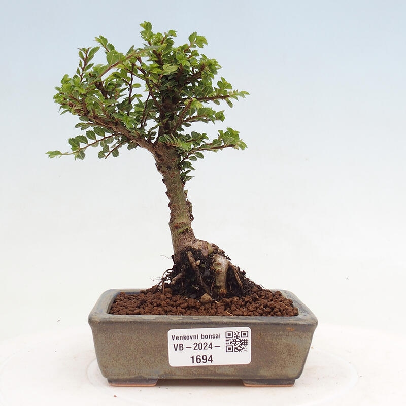 Bonsai voor buiten - Ulmus parvifolia Sagei - Kleinbladige iep