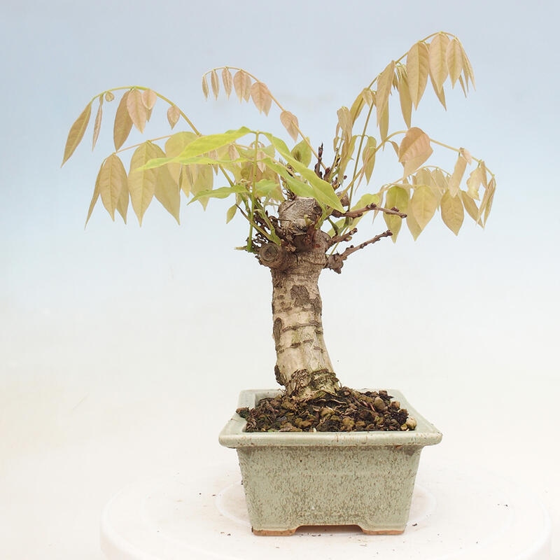 Bonsai voor buiten - Wisteria floribunda