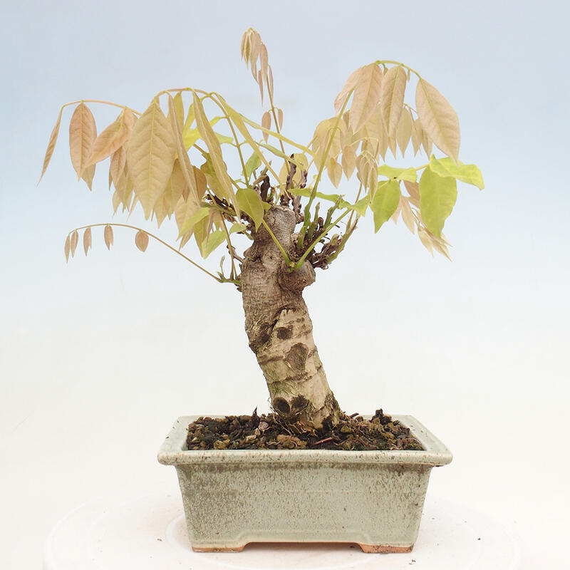 Bonsai voor buiten - Wisteria floribunda