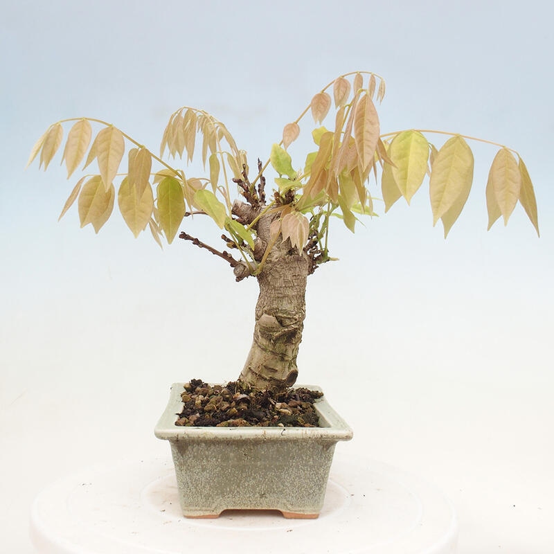 Bonsai voor buiten - Wisteria floribunda