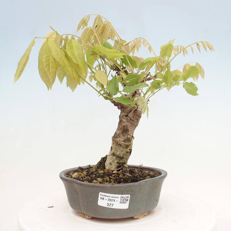 Bonsai voor buiten - Wisteria floribunda