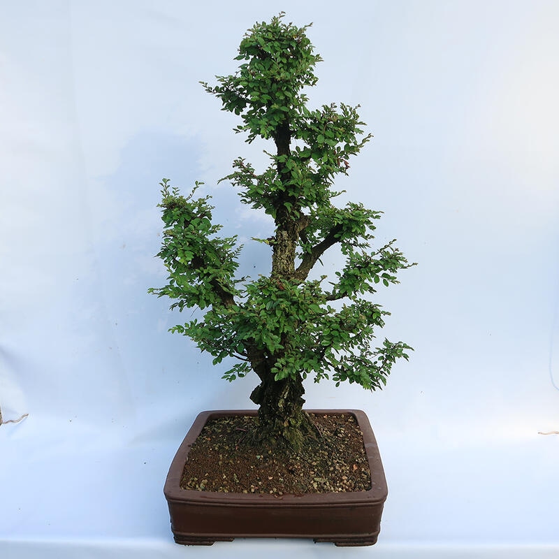 Bonsai voor buiten - Zelkova - Zelkova NIRE
