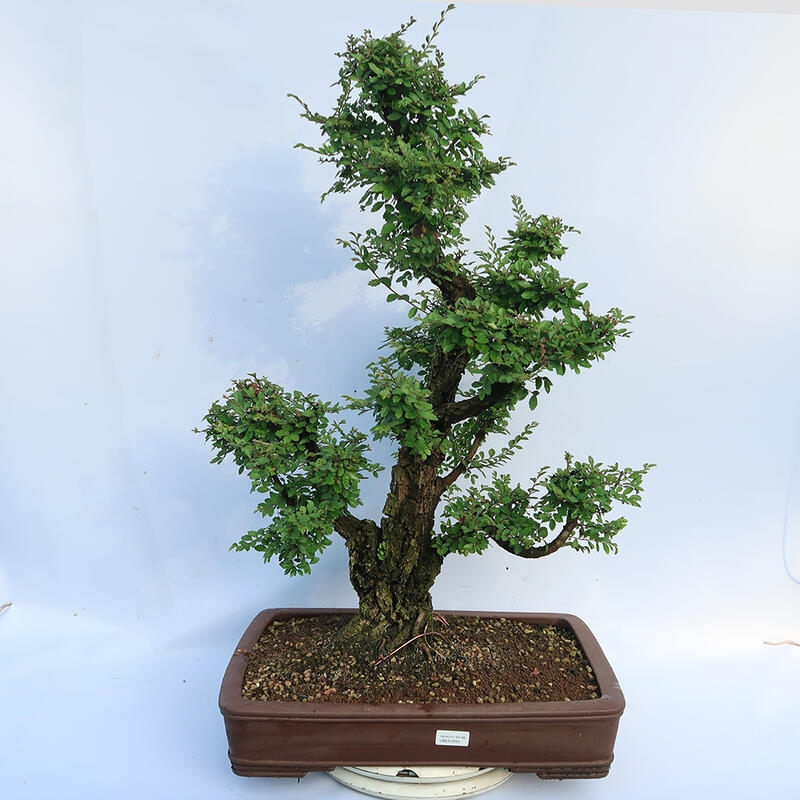 Bonsai voor buiten - Zelkova - Zelkova NIRE
