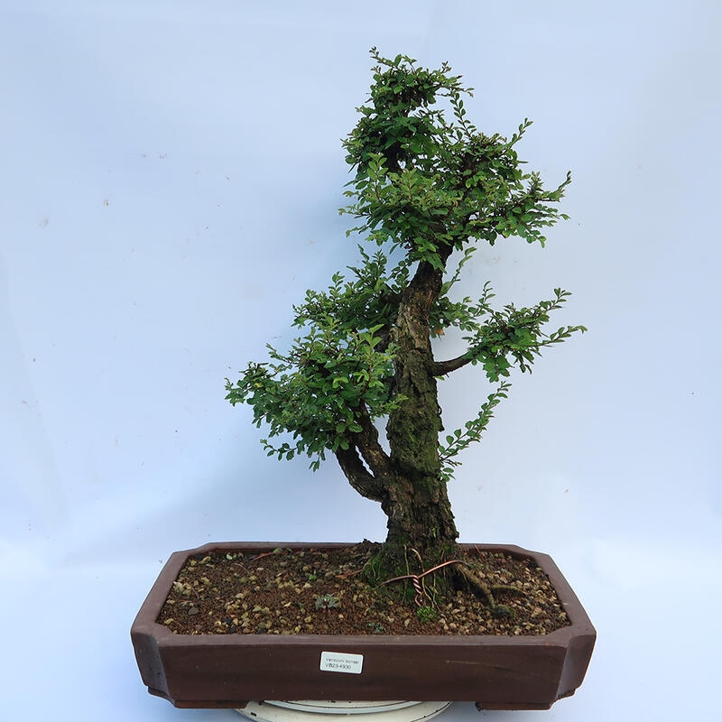 Bonsai voor buiten - Zelkova - Zelkova NIRE