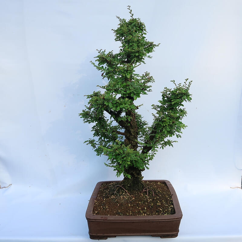 Bonsai voor buiten - Zelkova - Zelkova NIRE