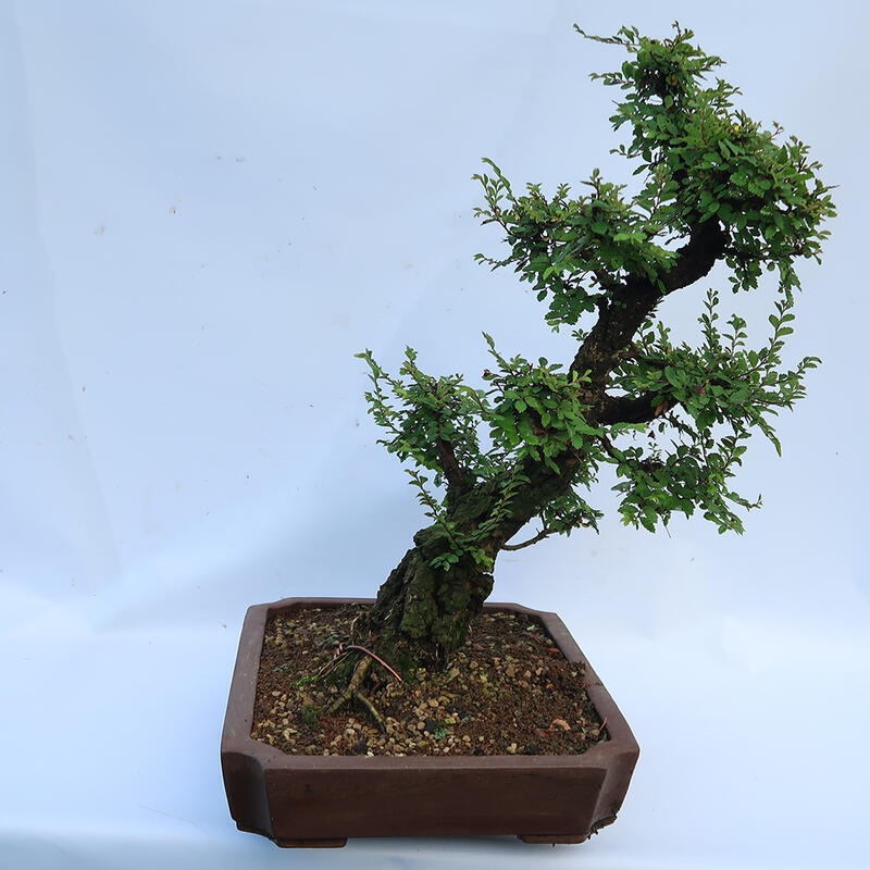 Bonsai voor buiten - Zelkova - Zelkova NIRE
