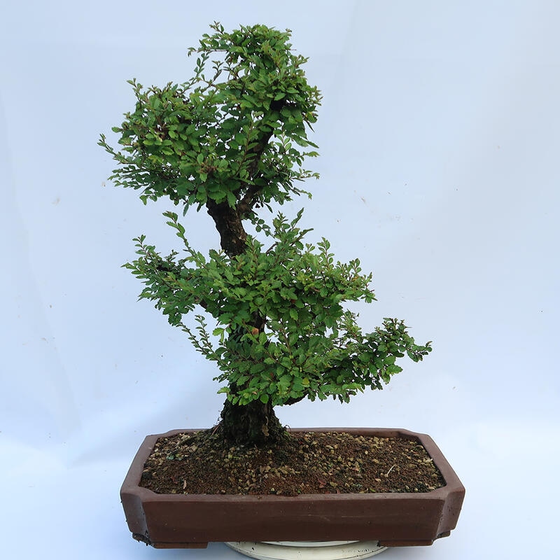 Bonsai voor buiten - Zelkova - Zelkova NIRE