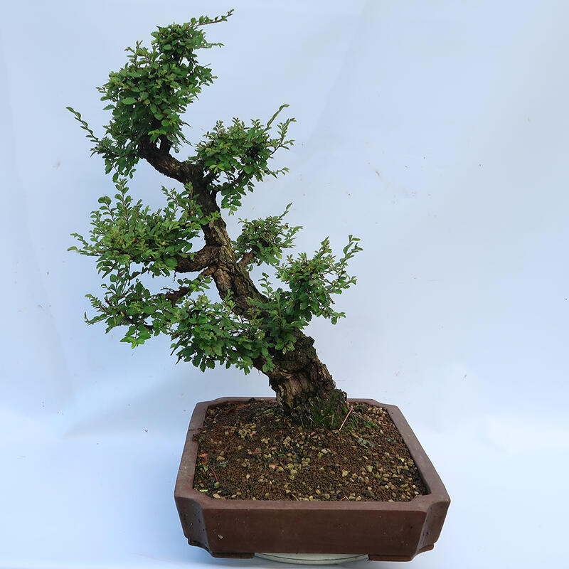 Bonsai voor buiten - Zelkova - Zelkova NIRE