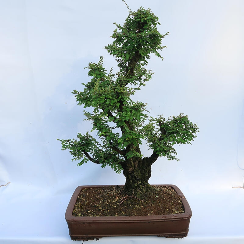 Bonsai voor buiten - Zelkova - Zelkova NIRE