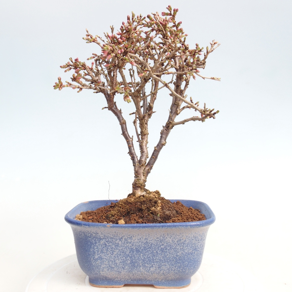 Bonsai voor buiten - Prunus incisa Kojou-no mai-Plivon uitgesneden