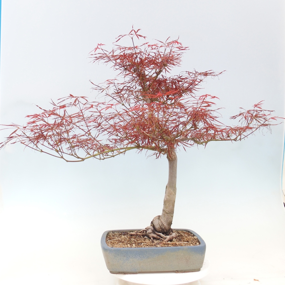 Bonsai voor buiten - Acer palmatum RED PYGMY